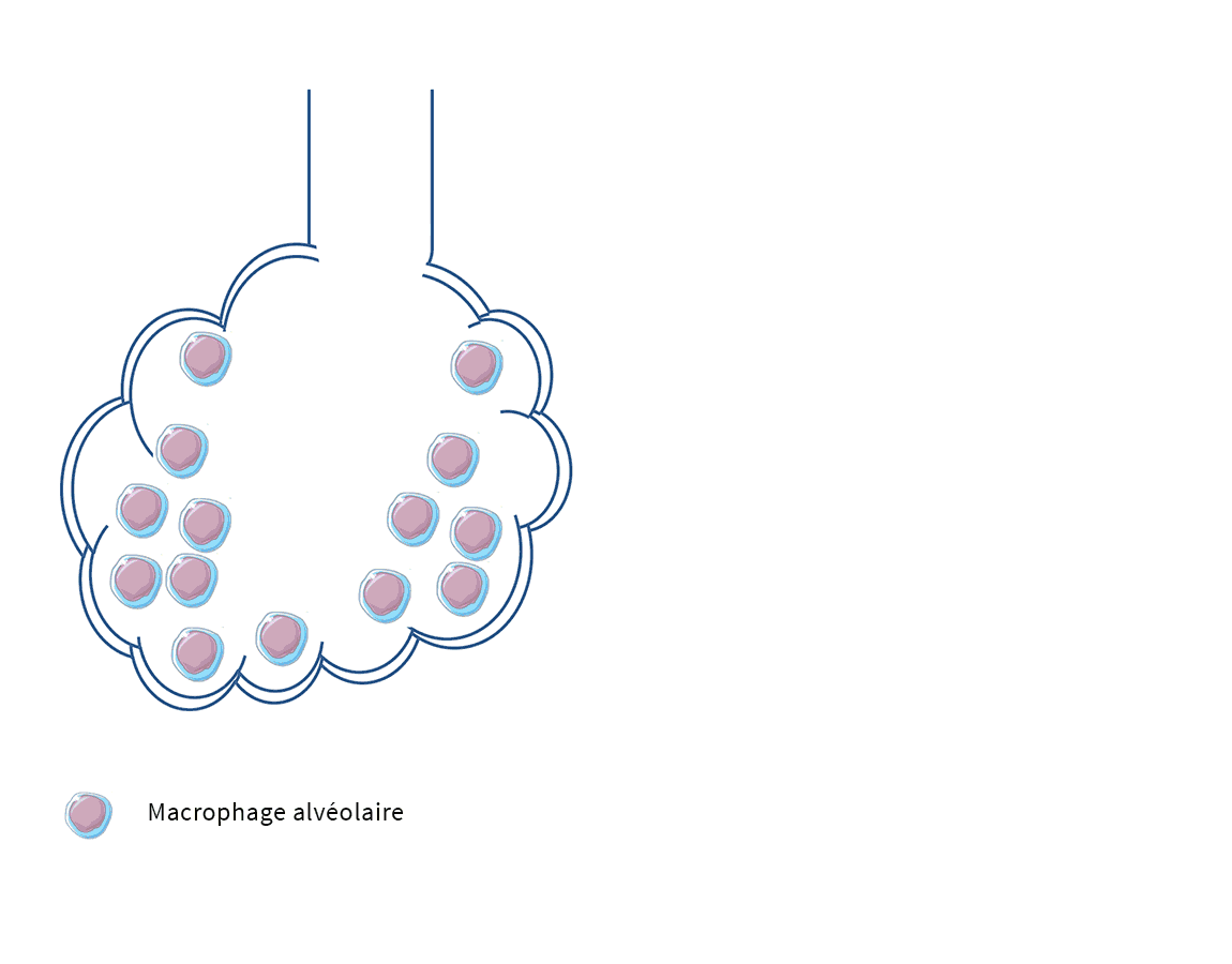 Animation-Gammaherpesvirus